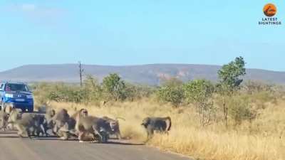 Baboon Chaos