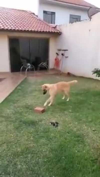 Lmao, so many toys around and he finds joy in a BRICK