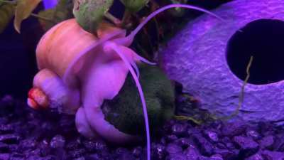 This weirdo sometimes spends hours spinning my moss balls&hellip; Why??