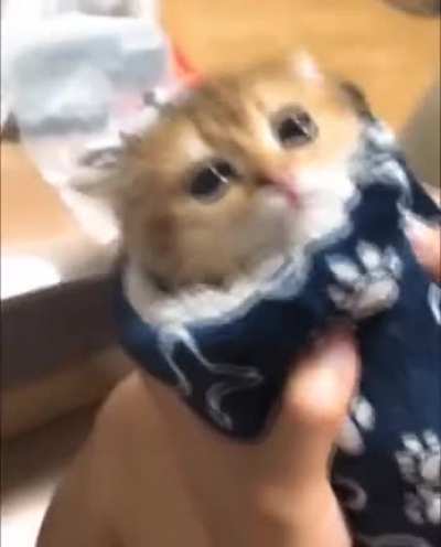 the cutest purrito!