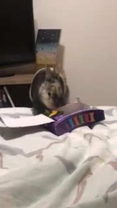 No chocolate in bed hoomans!