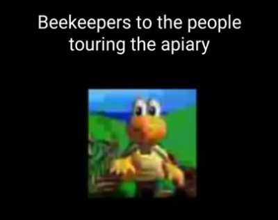 bee's are awesome