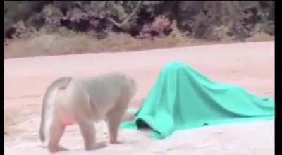 Monke when the hidden object is revealed