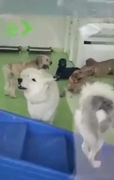 Pupper&rsquo;s first time in doggy day care brings on some Vietnam flashbacks