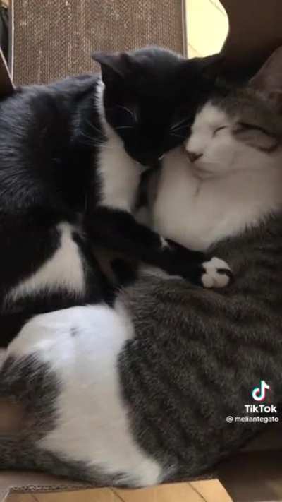 OLHA ISSO LUBAAA (@meliantegato)