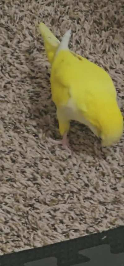 When your one and only braincell activates and you realize you got feets