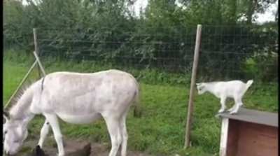 The GOAT of all goats