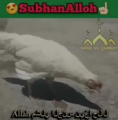 Alloh