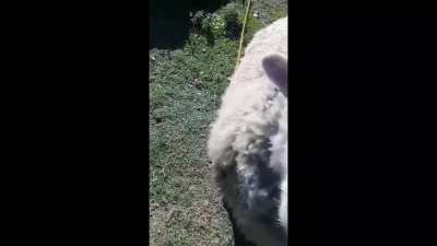 Oscar agresivo🐑😡