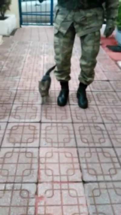 This kitten born and raised on a Turkish military base &lsquo;marches&rsquo; with the soldiers!