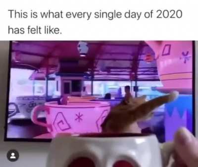 D&iacute;a no se cuantos de cuarentena. Llev&eacute; al gato a la Feria