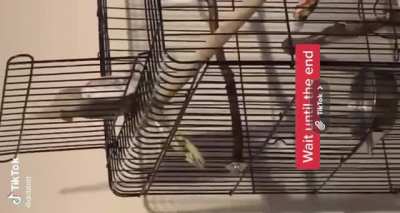 Perfectly cut birb scream? Credit to TikTok user @dribbitt