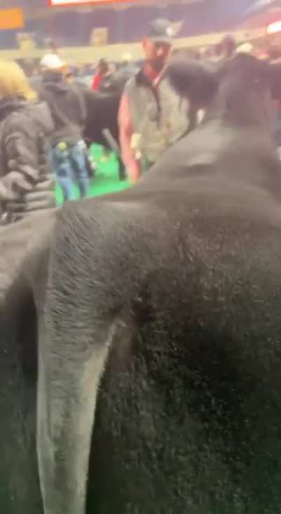 Beautifully groomed steer