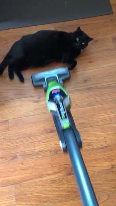 Chonky boi doesn&rsquo;t care if you need to clean.
