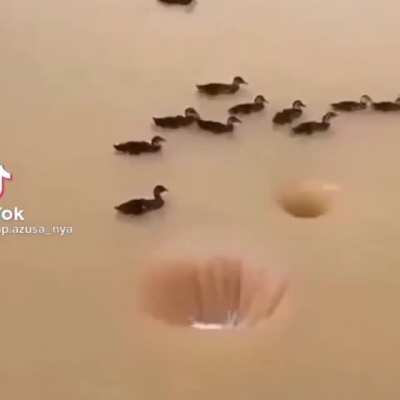 Ducks, ducks, DUCKS