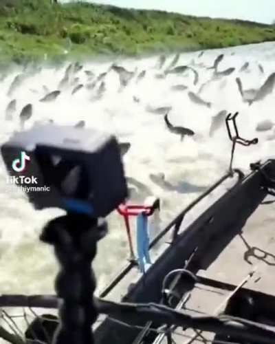 metalcore fish / ssighborggg meme