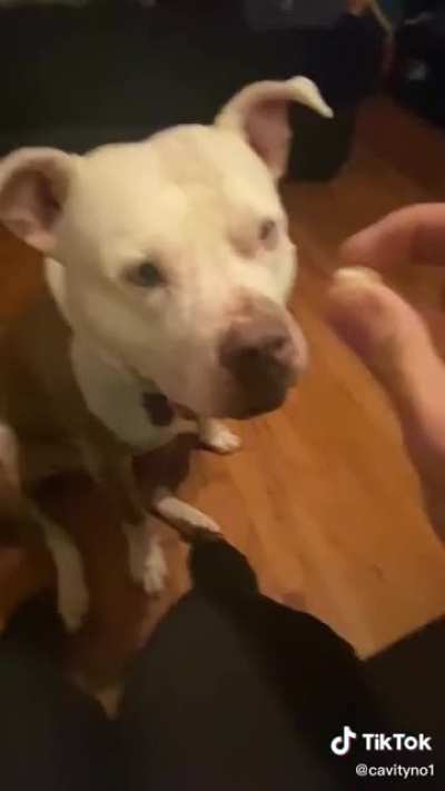 Guy spills jellybeans near dog