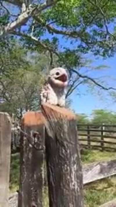 Urutau is a south american bird that looks wearing a costume. Its name means 