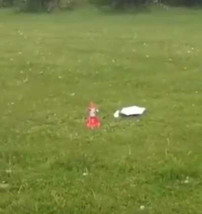 Thank goodness he saved the poor cat