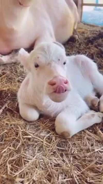 Happy cow