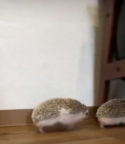 Following its friend everywhere