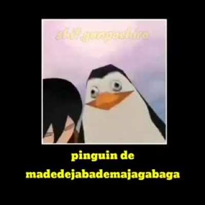 Esse &eacute; o pinguim?