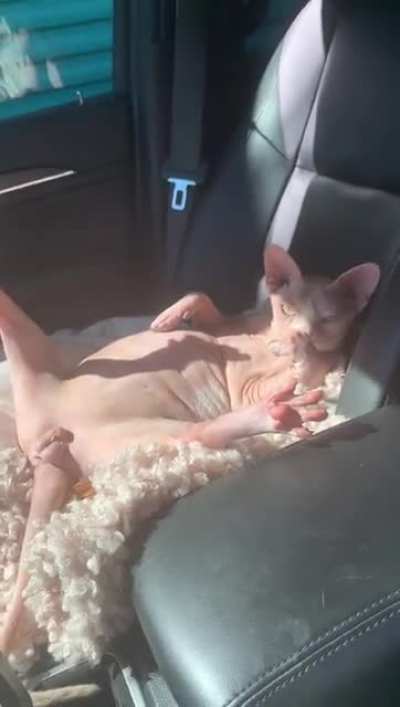 "Bold" cat