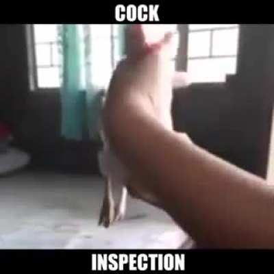 Kock inspection,.,