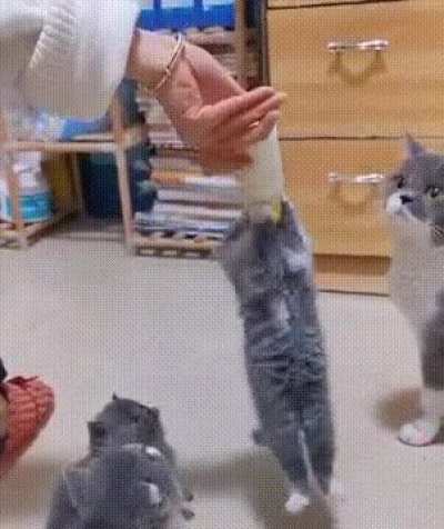 Котенок