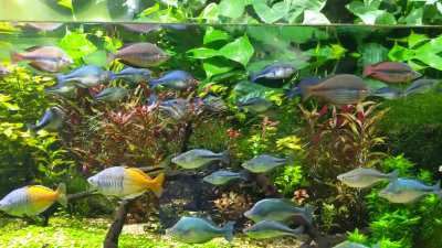 The freshwater exhibit at the Georgia Aquarium has some great aquascapes. I can only dream my plants will look this good some day.