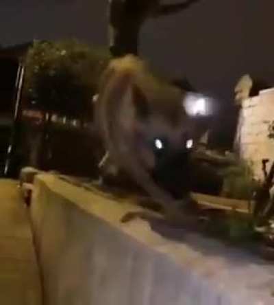Dog