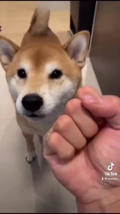 Fofo