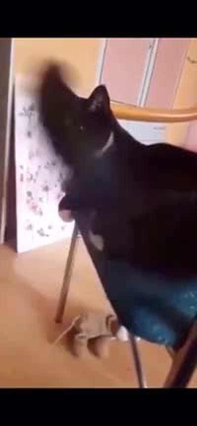 CaTTo kiLLeD itSelF WiTH hEr oWN FucKinG TaiL