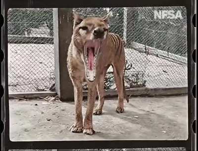 The NFSA has released colourised footage of the last known surviving Thylacine