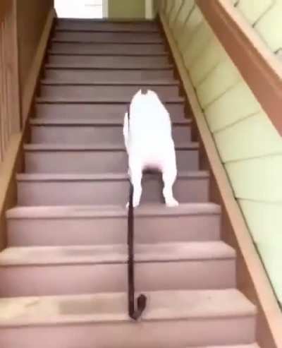 Doguinho subiu