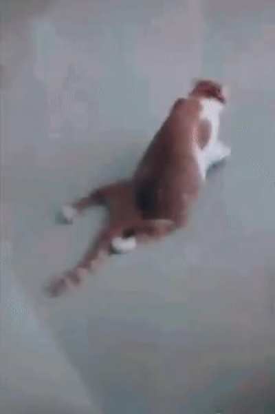 Cat is cat 😎😳