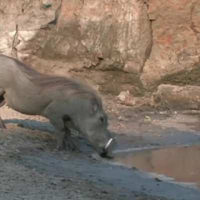 Warthog&rsquo;s incredible reflexes