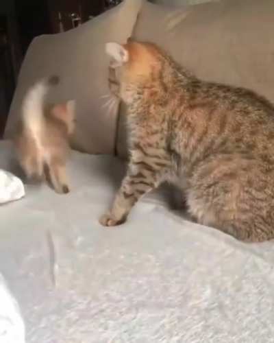 Moorderfloof!