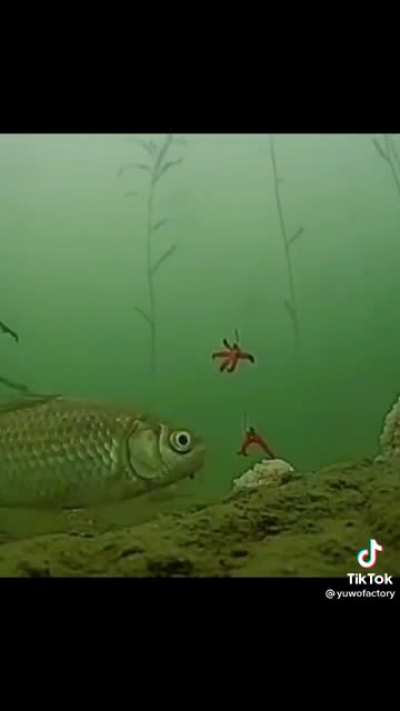 fish