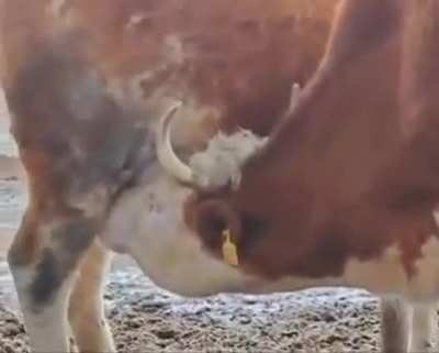 Title is drinking milk 