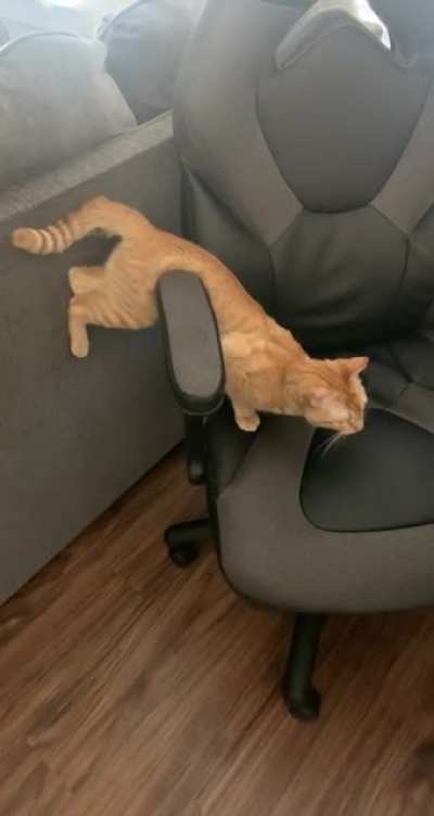 Step cat&hellip;.I&rsquo;m stuck