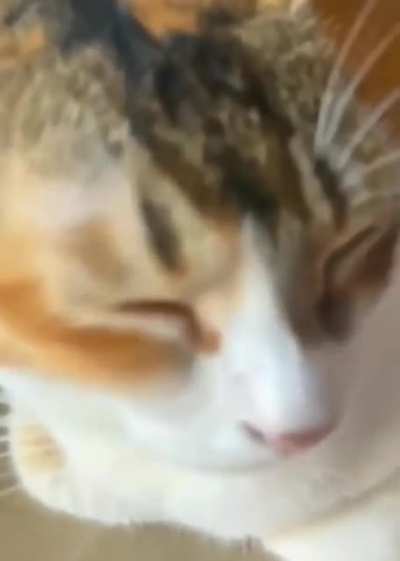 Perfect cat