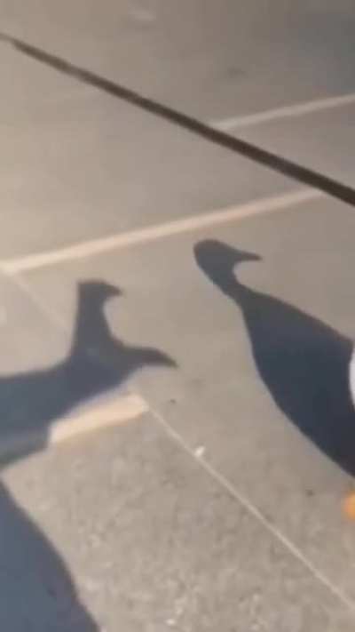 Blursed_revenge...