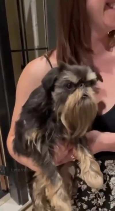 Dog or Chicken