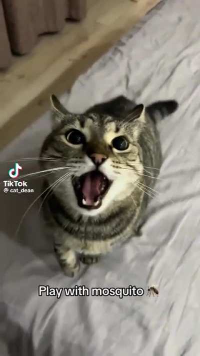 Stupid Yapper won&rsquo;t SHUT THE WUNK UP 