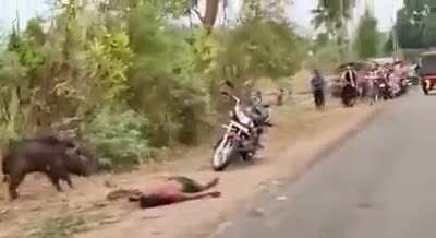 Wild Boar attack