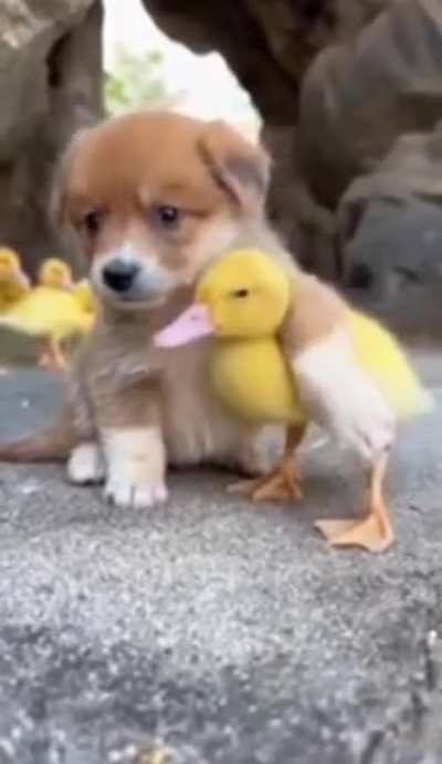 You know that feeling when you see a puppy petting a duckling? That&rsquo;s how you&rsquo;re going to feel everyday.