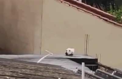 Somebody put a severed dog's head on the roof