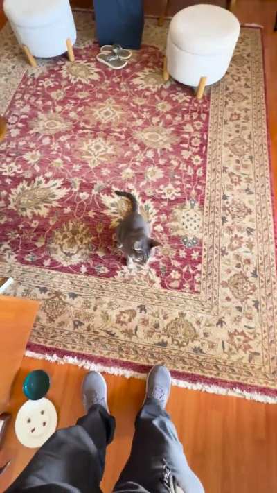 This is my neighbor&rsquo;s cat. Every day he enters uninvited, scratches up my rug, and beats me.