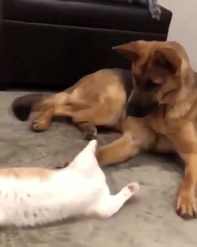 Gentle giant